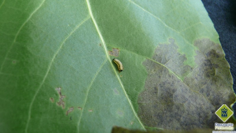 Melasoma populi >> Larva.jpg